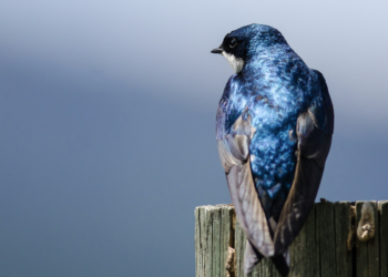 Nel mondo FOR FUN anche una rondine può fare primavera.
