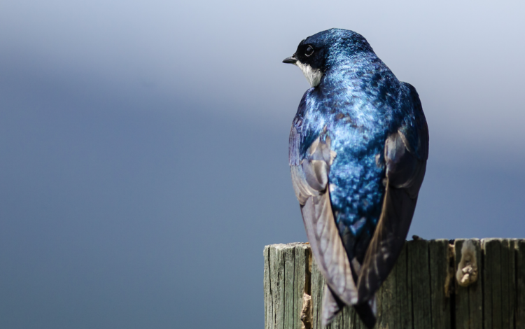 Nel mondo FOR FUN anche una rondine può fare primavera.