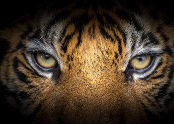 La sezione sfida ci consegna i dati di uno straordinario combattente!