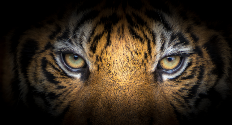 La sezione sfida ci consegna i dati di uno straordinario combattente!